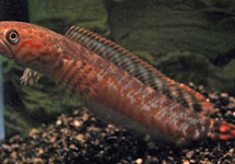 RAINBOW SNAKEHEAD