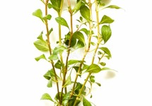 Ludwigia mullertii - BA