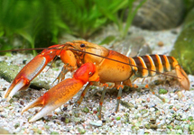 Crayfish