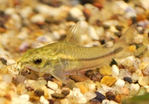 CORYDORAS PYGMEE