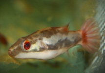 RED-TAILED REDEYE PUFFER