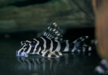 L134 LEOPARD FROG PLECO