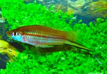 SWORDTAIL GREEN