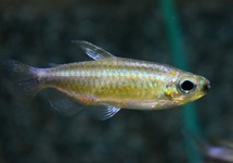 CONGOZALM SP. NIOKI