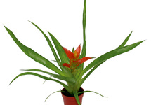 Guzmania mix - PT