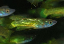 STRIPED PANCHAX GOLD