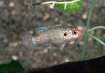 JEWEL CICHLID NEON BLUE