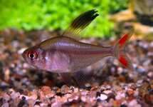 SICKLE TETRA