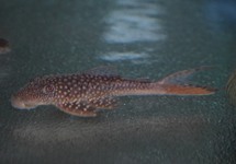 L178 RED FIN PLECO