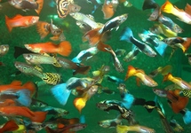 GUPPY ASSORTIS (MÂLE)