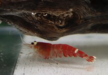 RED SANTA SHRIMP