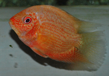 RED SPOTTED SEVERUM