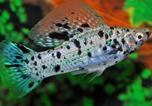 Sailfin Molly