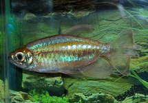 KONGOZALM