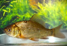 CRUCIAN CARP