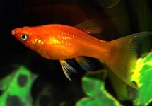 MOLLY RED LONGFIN