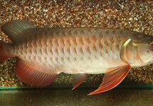 AZIATISCHE AROWANA SUPER RED