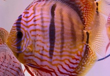 DISCUS CROSS HECKEL BLUE