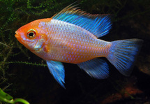 BLUE ORANGE RAM CICHLID