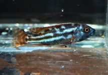 MALAWI CICHLIDE FUSCOTAENIATUS