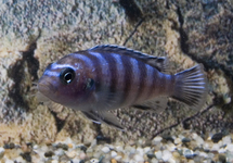 MALAWI ZEBRACICHLID DEMASONI