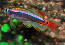 Tanichthys