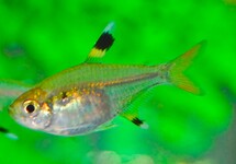 X-RAY TETRA