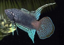 ROUND TAIL PARADISEFISH