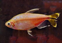YELLOW-TAILED CONGO TETRA
