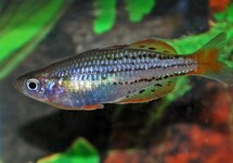 DWARF RAINBOWFISH