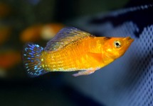 SAILFIN MOLLY NEON ORANGE