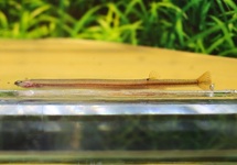 KUHLI LOACH GOLD