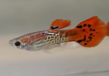 GUPPY SNAKESKIN ROUGE (MÂLE)