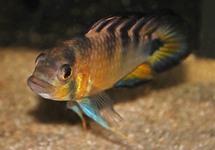 DWARF CICHLID ROSITAE