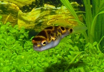 FIGURE 8 PUFFER