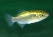 GOLDEN PUFFER MODESTUS