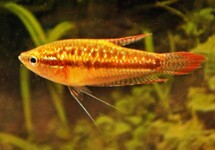 Wild Gourami