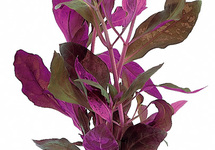 Alternanthera reineckii - TA