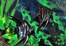 ANGELFISH DARK MIX