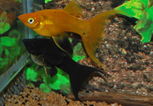 SAILFIN MOLLY MIX LONGFIN