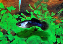 GUPPY BLAU PANDA MANN