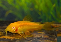 CORY NEON GOLDSTRIPE ALBINO