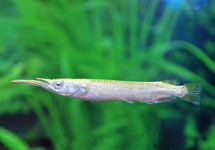 Halfbeak