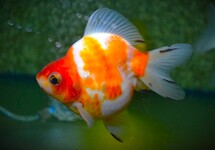 SLUIER RYUKIN SHORTTAIL MIX