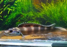TELEOGRAMMA BRICHARDI