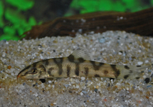 RETICULATE LOACH