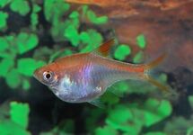 HARLEQUIN RASBORA GOLD