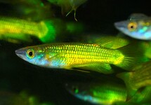 KILLIVIS LINEATUS GOUD