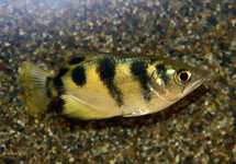 MARMER SCHUTTERSVIS