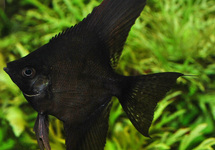 ANGELFISH PINOY BLACK